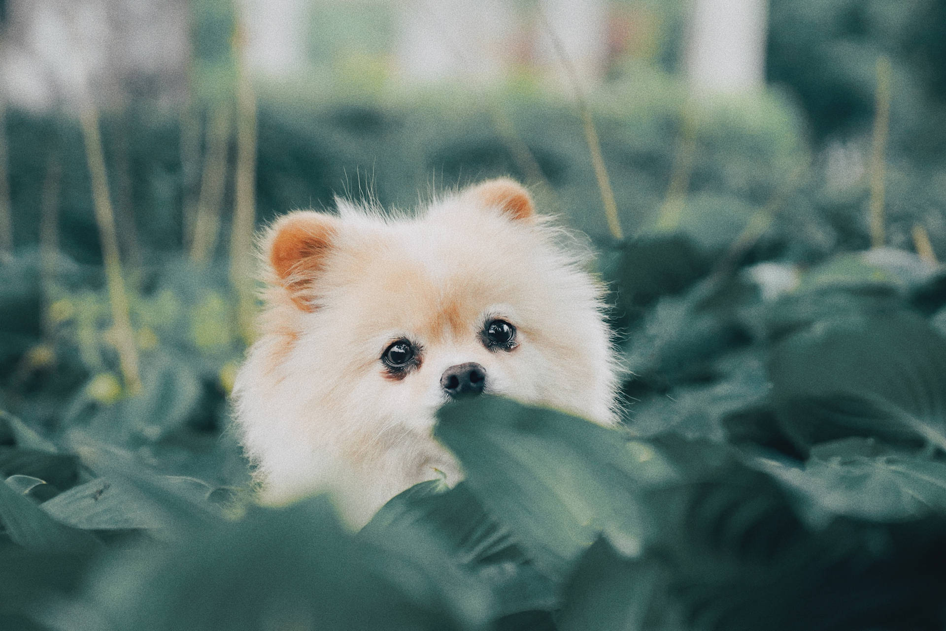 Pomeranian Puppy Peeking Behind Leaves Wallpaper