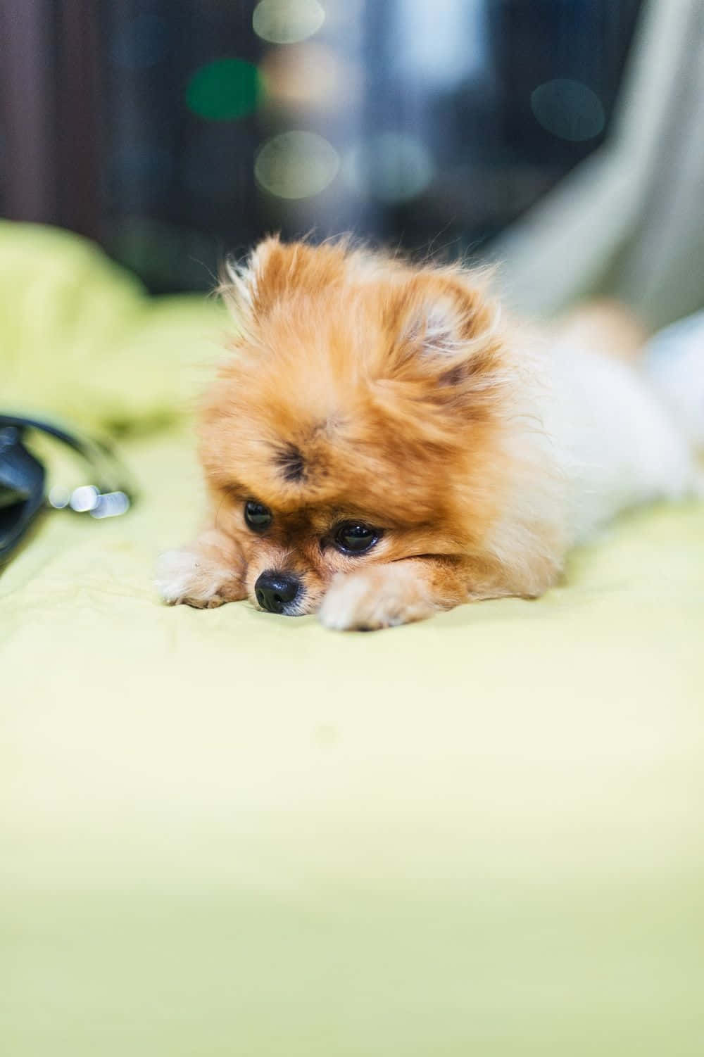 Sad Pomeranian Puppy Picture
