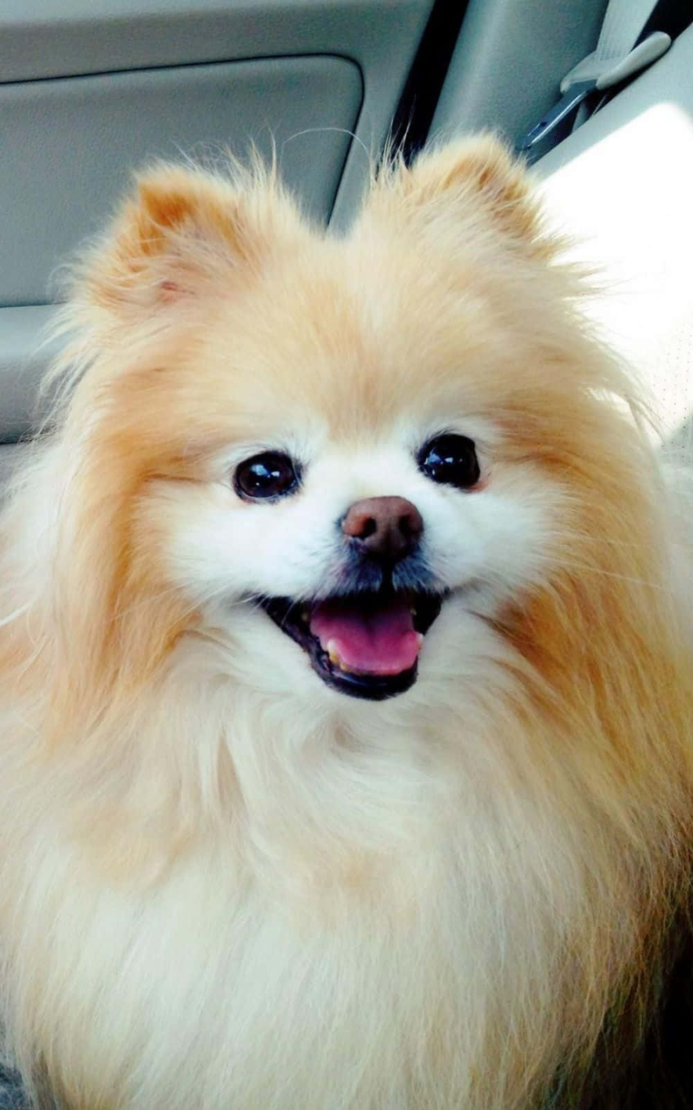Happy Pomeranian Puppy Picture