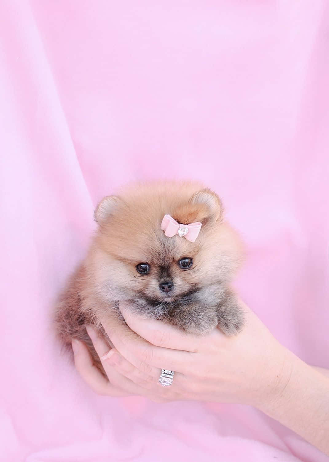 Pomeranian Puppy Pictures 1071 X 1500 Picture