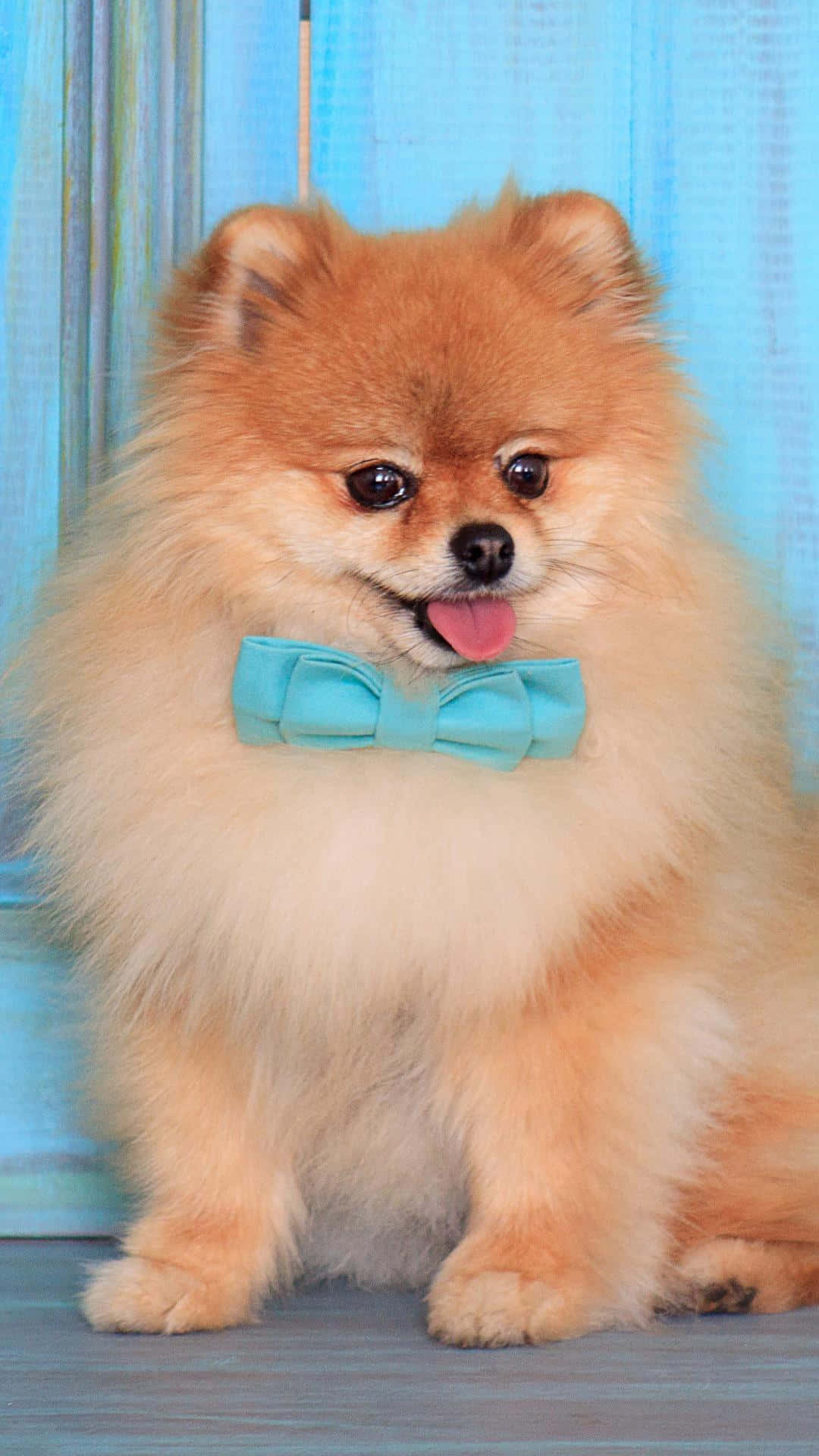 Pomeranian Puppy With Bow Picture
