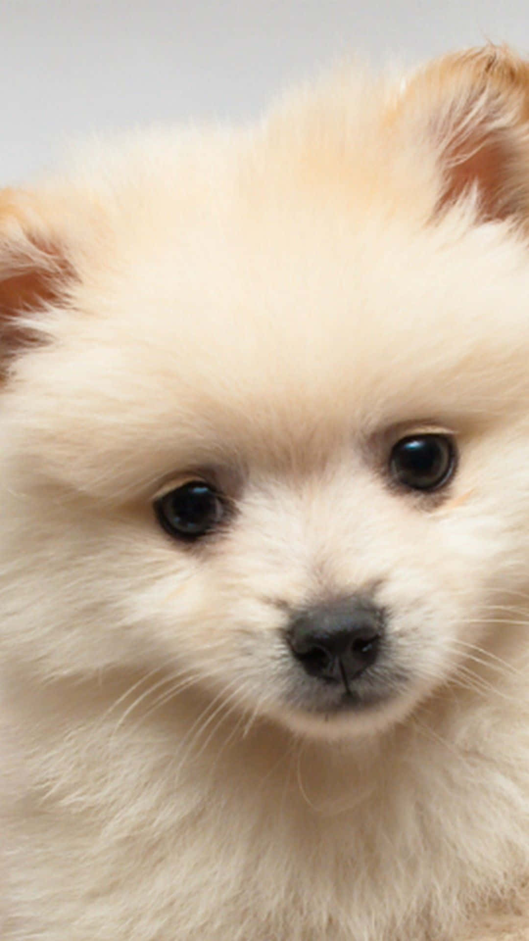 Pomeranian Puppy Close Up Picture