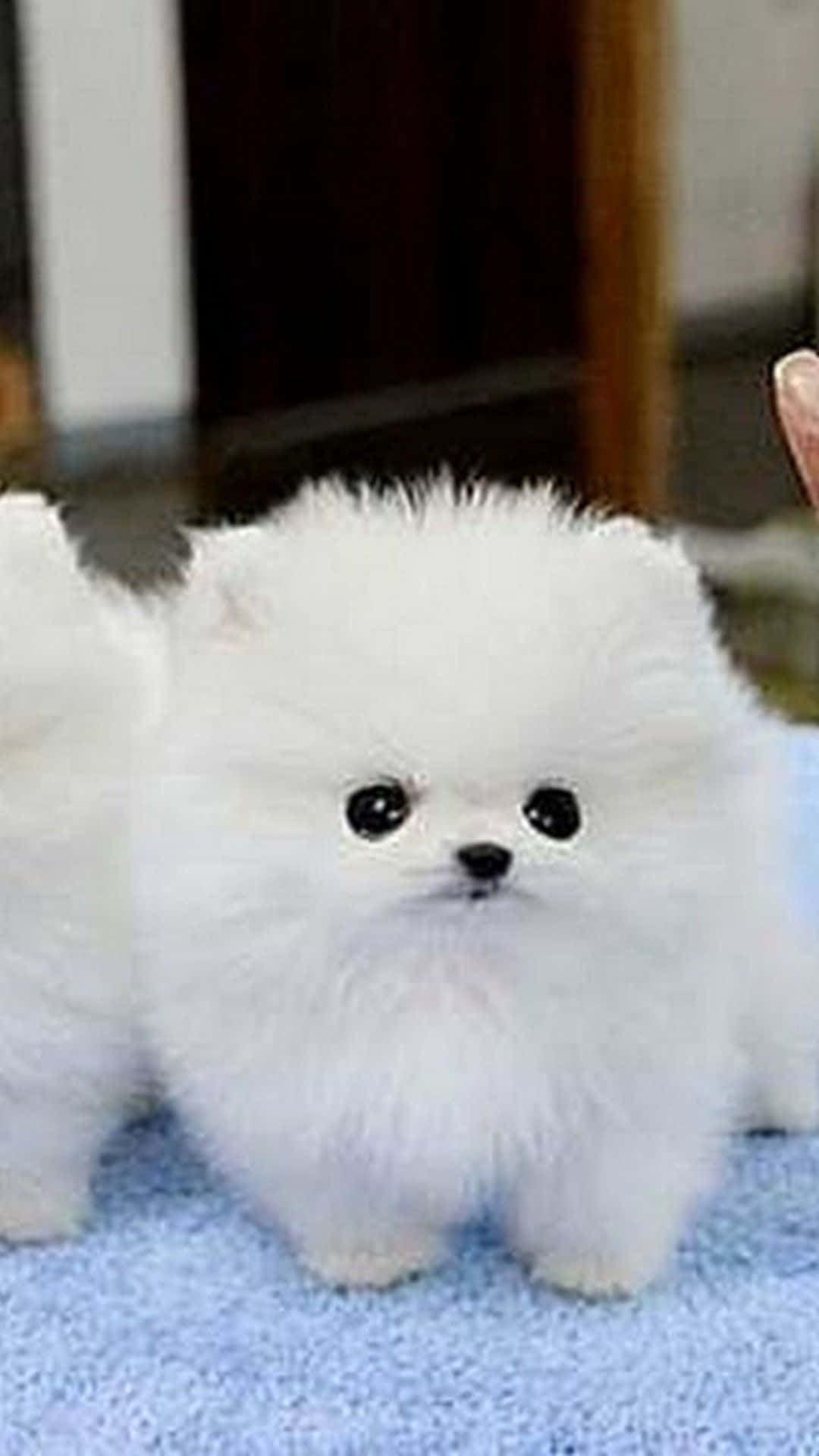Teacup Pomeranian Puppy Picture