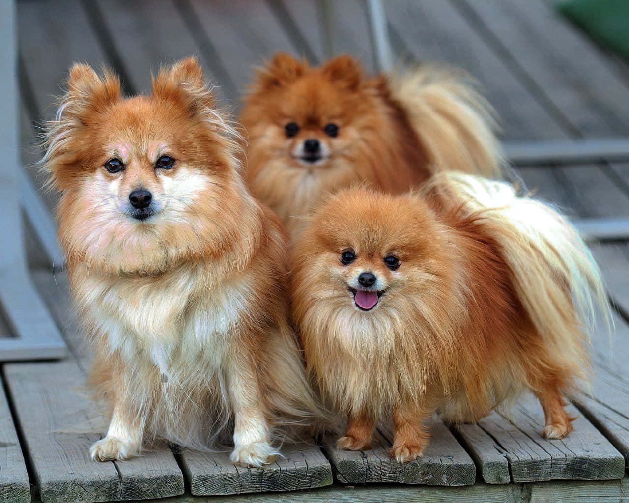 Pomeranian Puppy Breed Picture