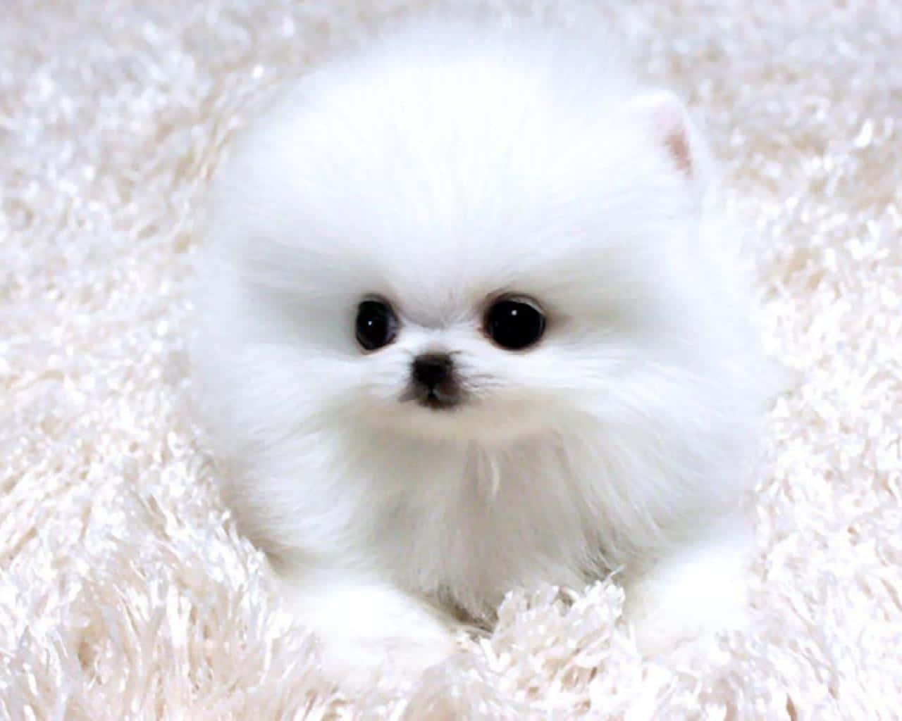 Soft Pomeranian Puppy Picture