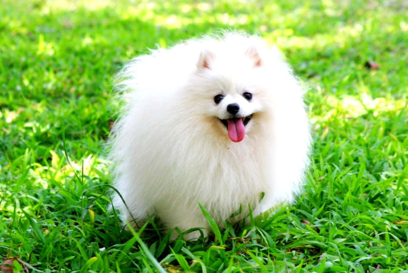 Pomeranian Puppy At Garden Picture