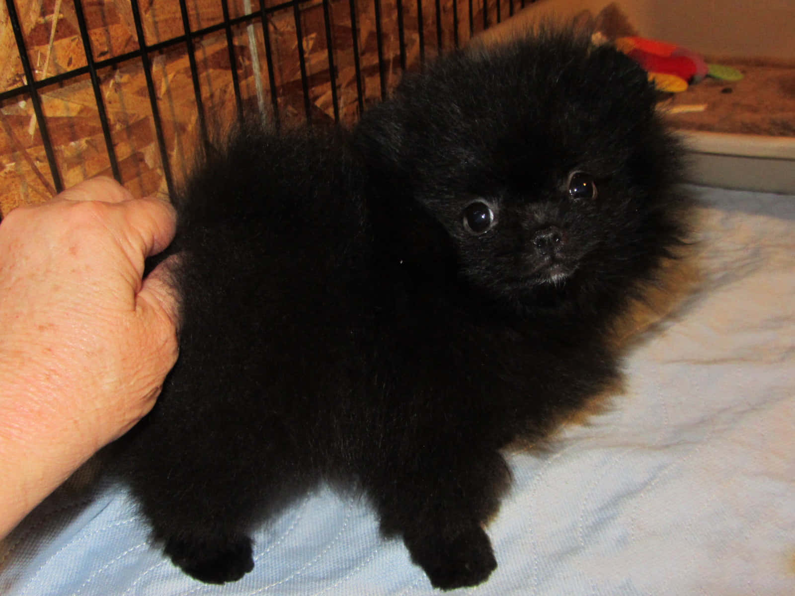 Black Pomeranian Puppy Picture