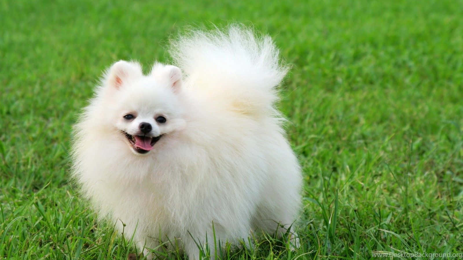 Pomeranian Puppy Pictures 1600 X 900 Picture
