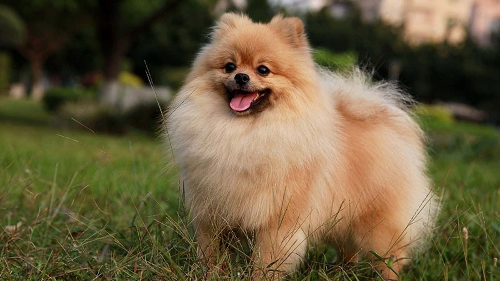 Playing Pomeranian Puppy Pictures