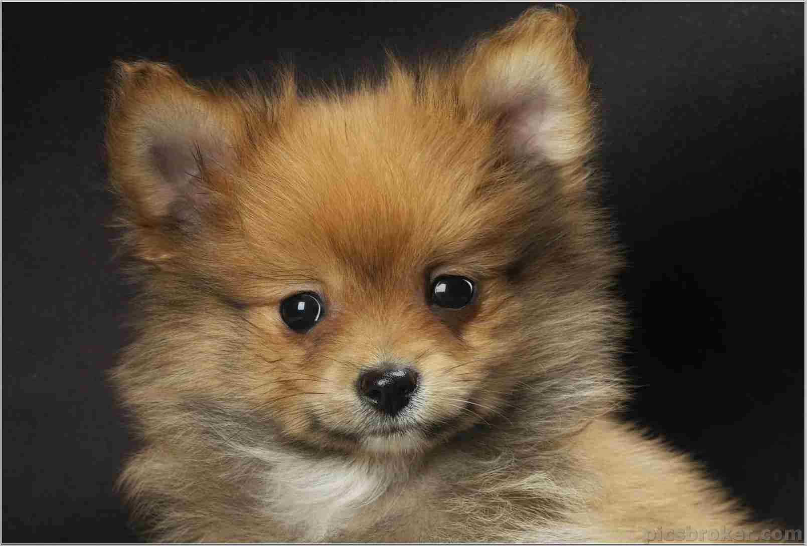 Multicolored Pomeranian Puppy Picture