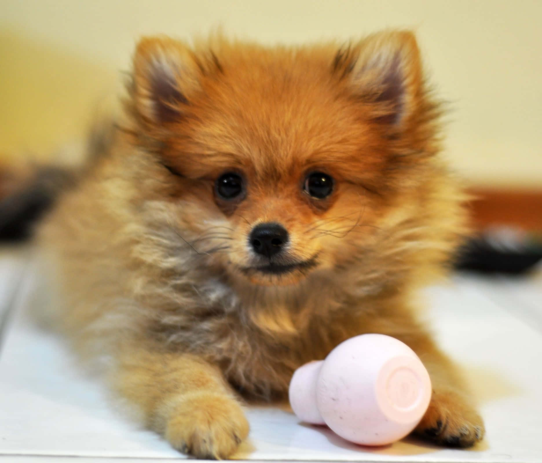 Pomeranian Puppy Pictures 1872 X 1600 Picture