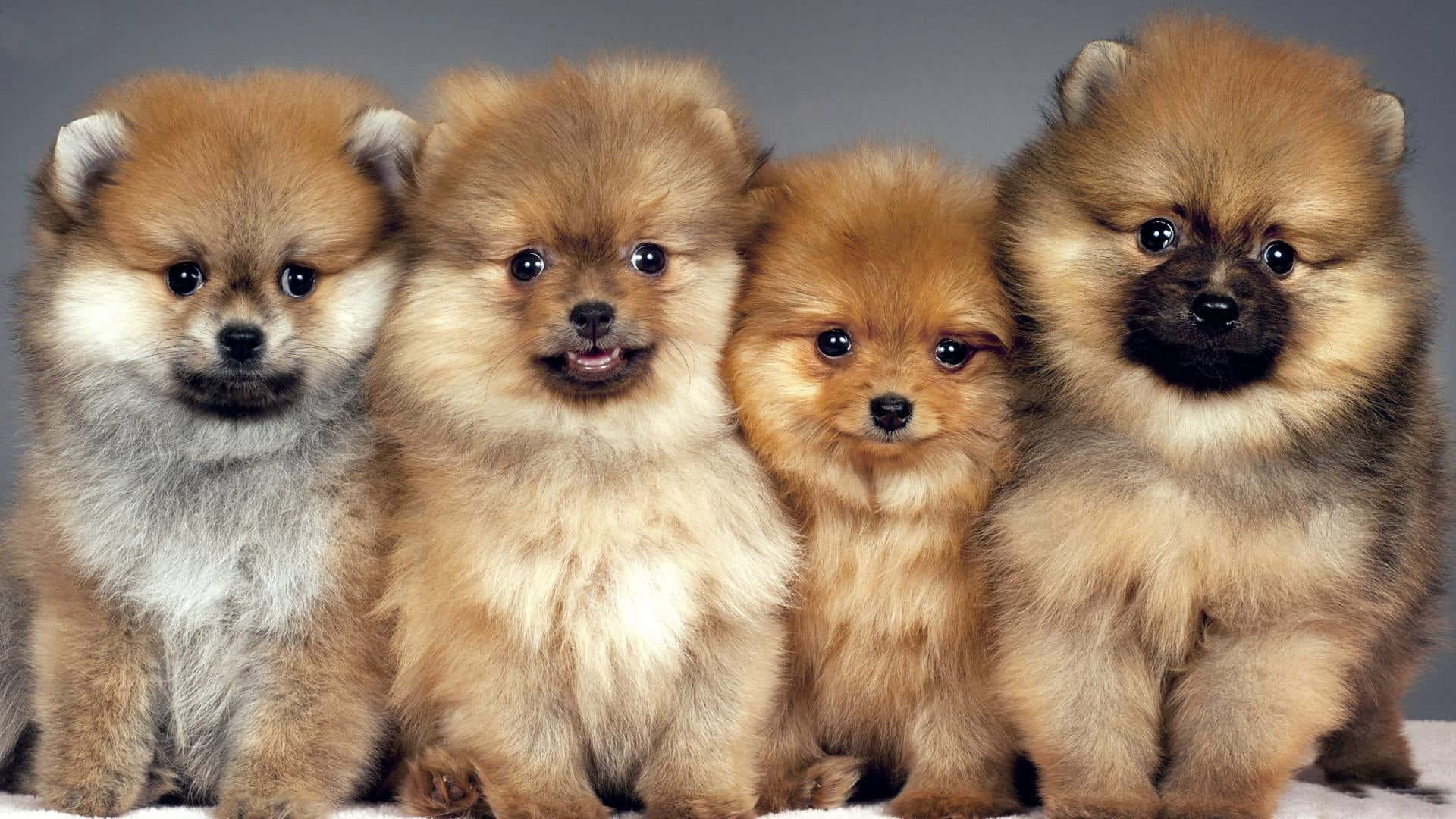 Pomeranian Puppy Family Picture