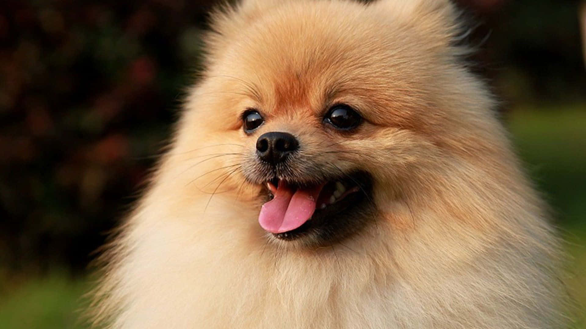 Pomeranian Puppy Look Picture