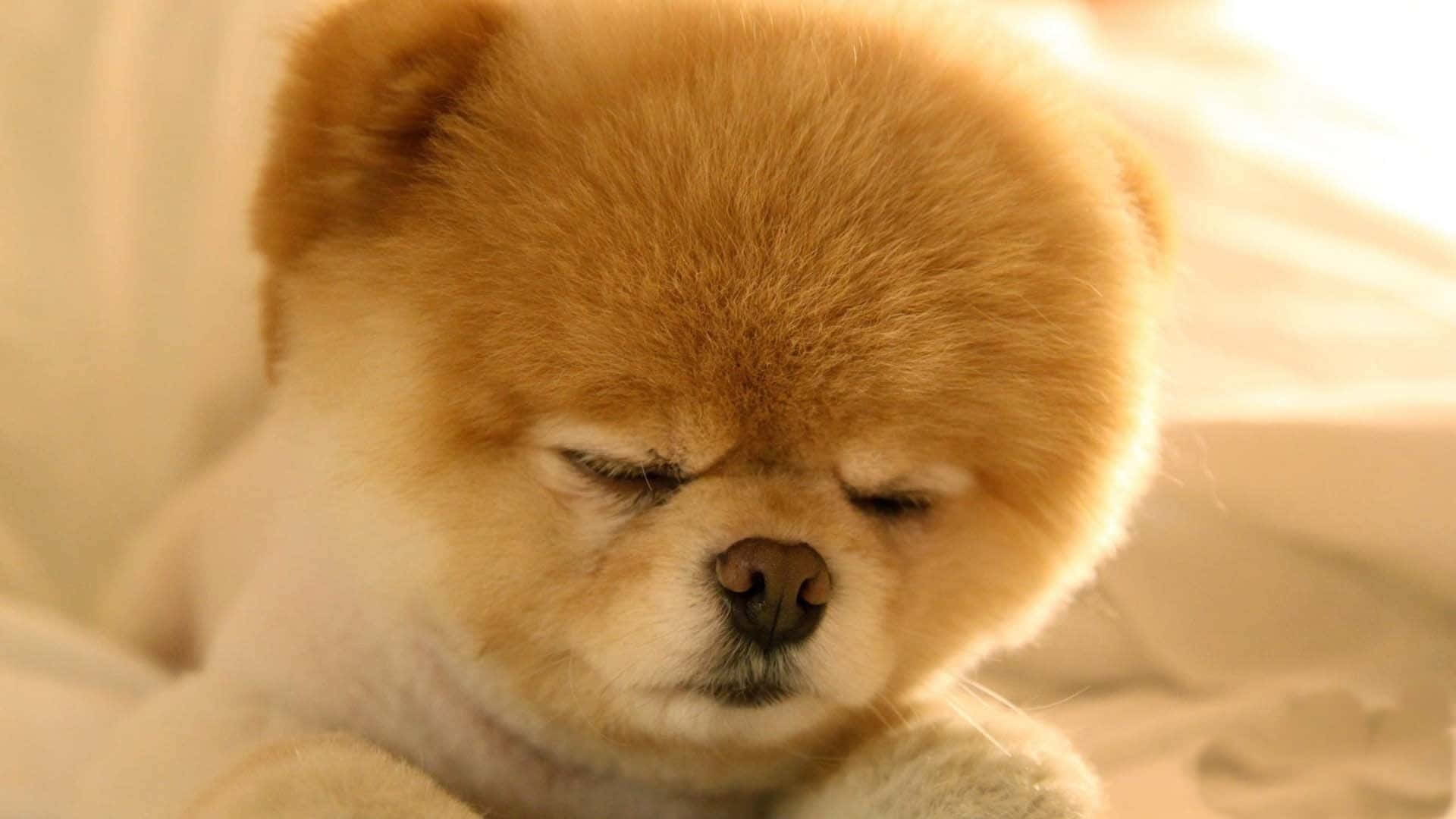 Pomeranian Puppy Sleepy Eye Picture