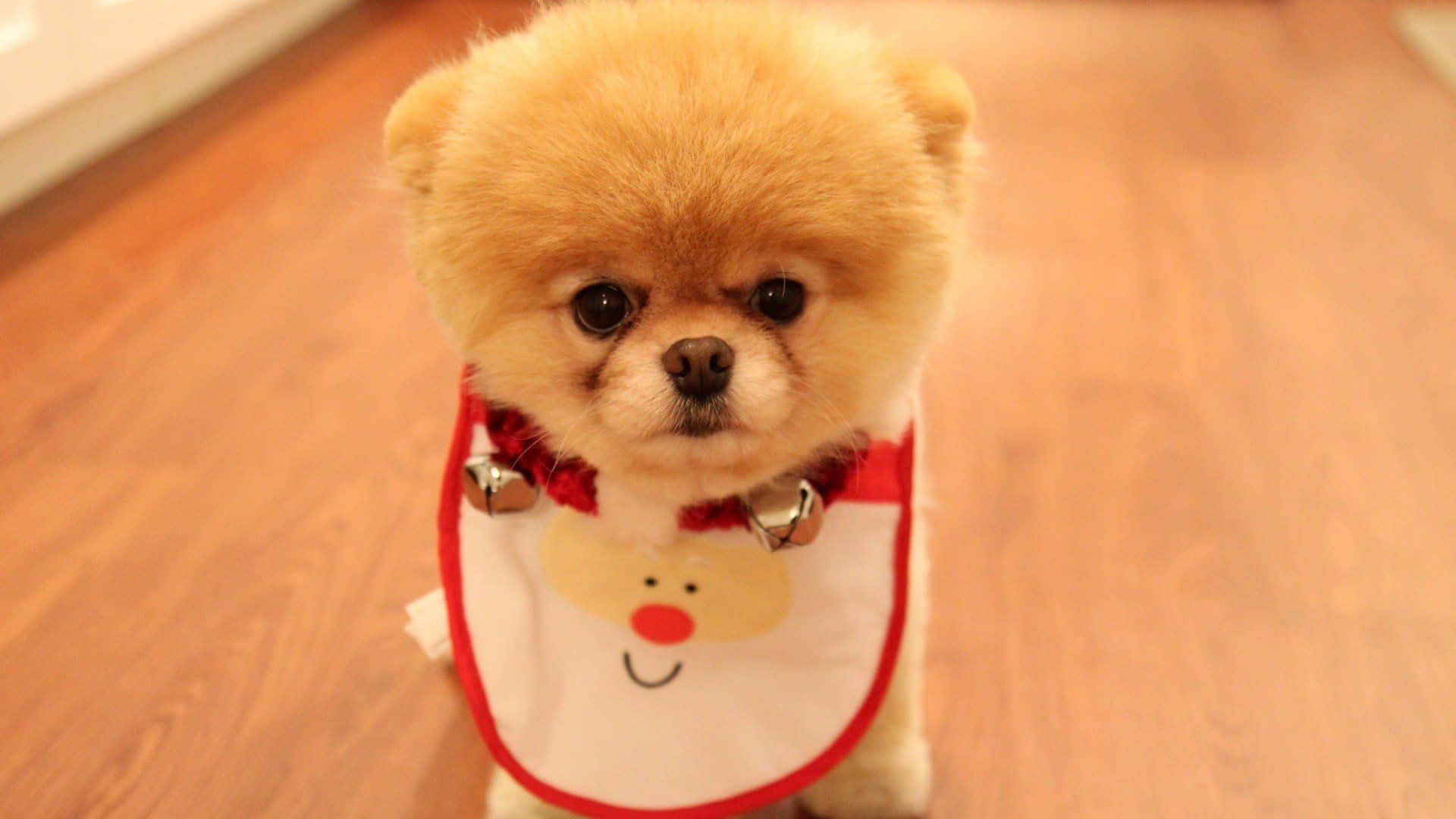 Baby Pomeranian Puppy Picture