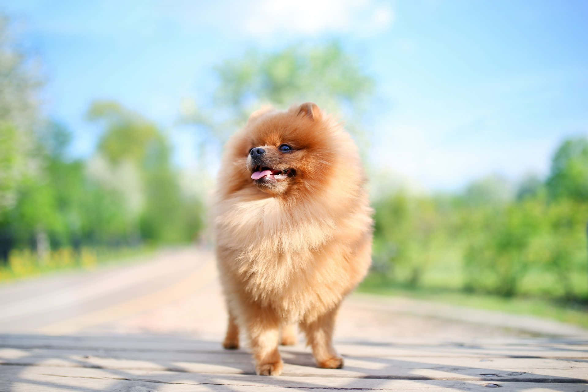 Pomeranian Puppy Model Picture