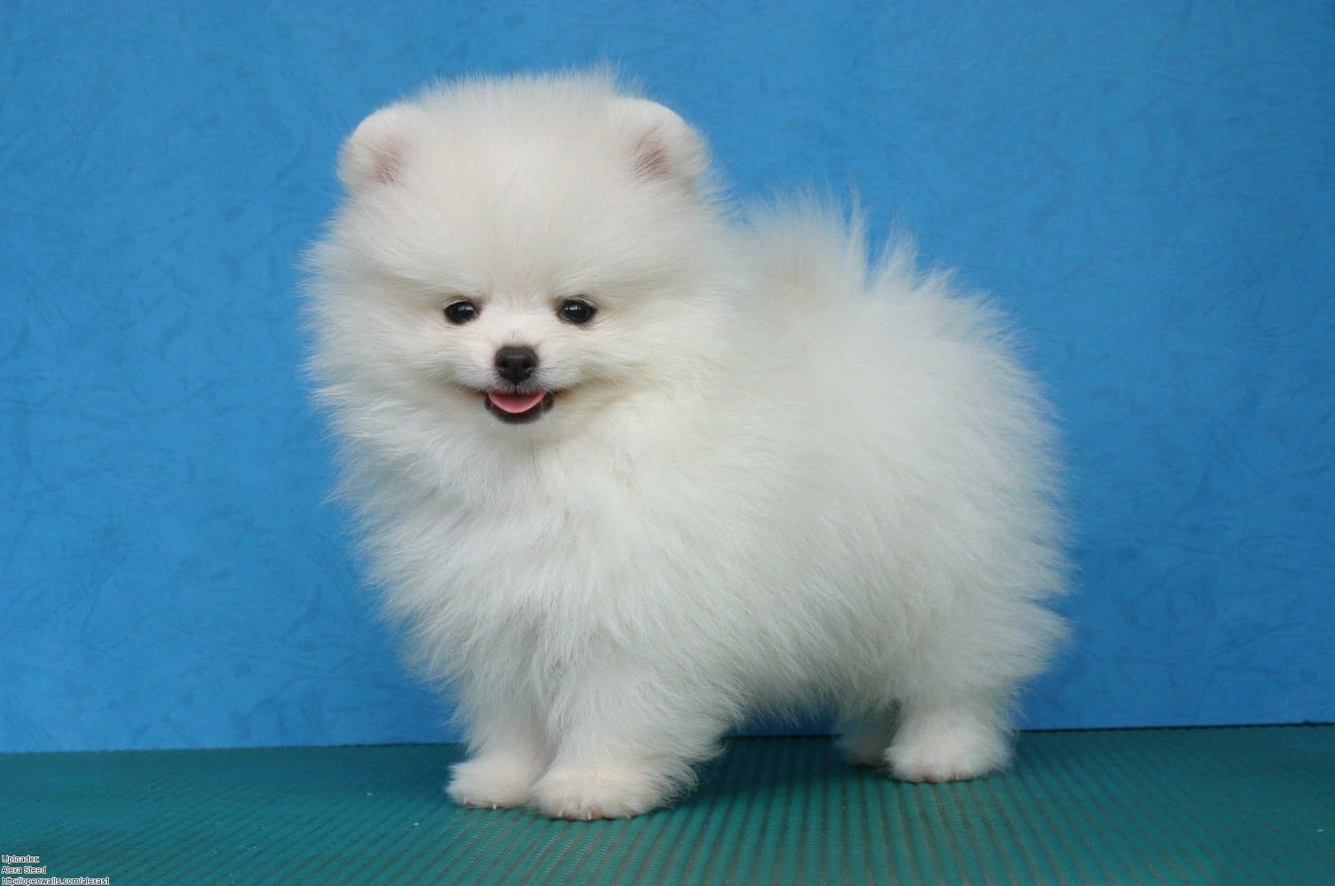 Pomeranian Puppy Studio Picture