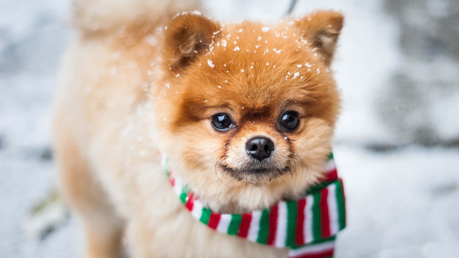 Christmas Pomeranian Puppy Picture