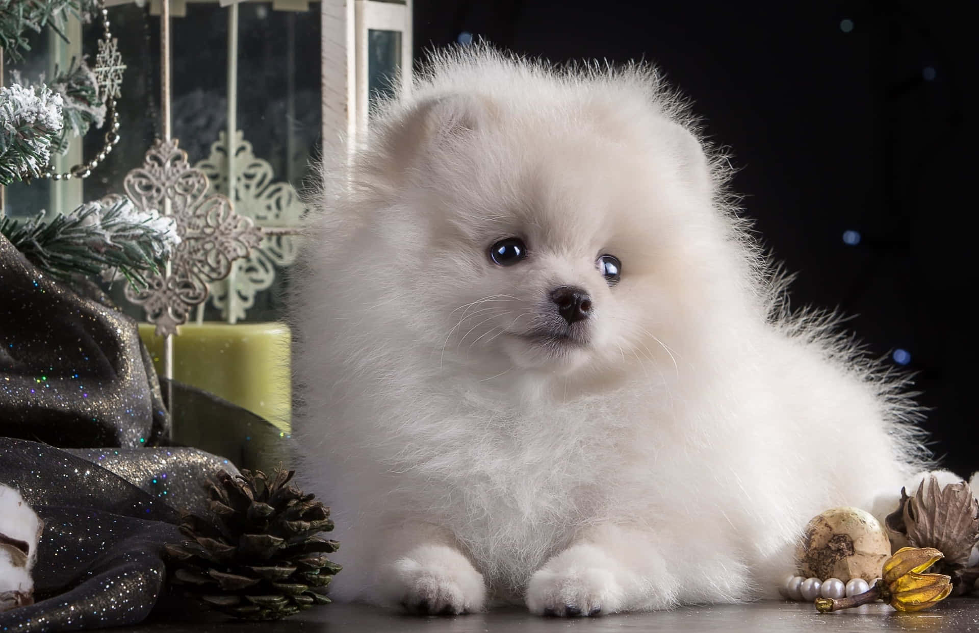 Pomeranian Puppy Pictures 2700 X 1745 Picture