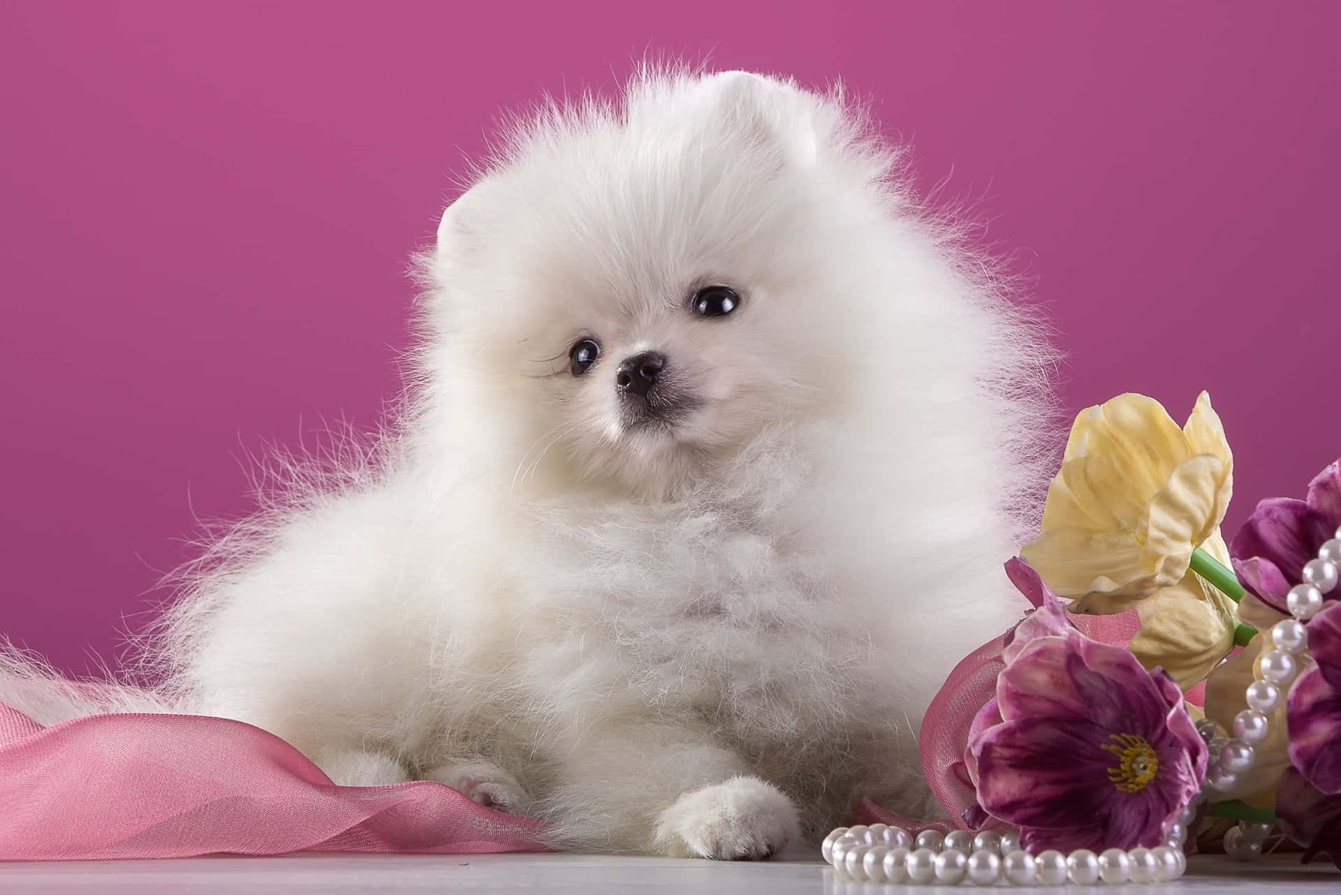 Aesthetic Pomeranian Puppy Picture