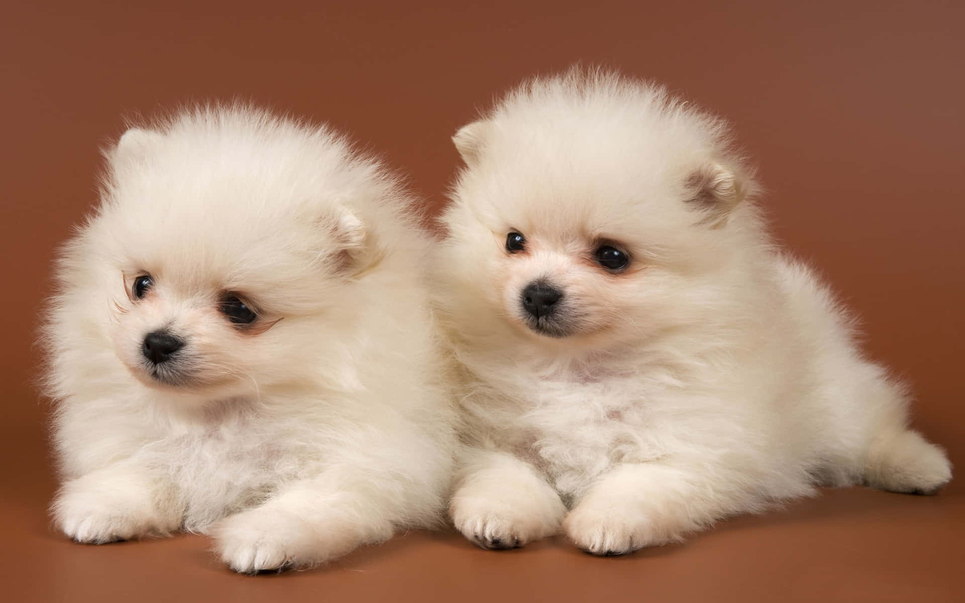 Two Pomeranian Puppy Picture