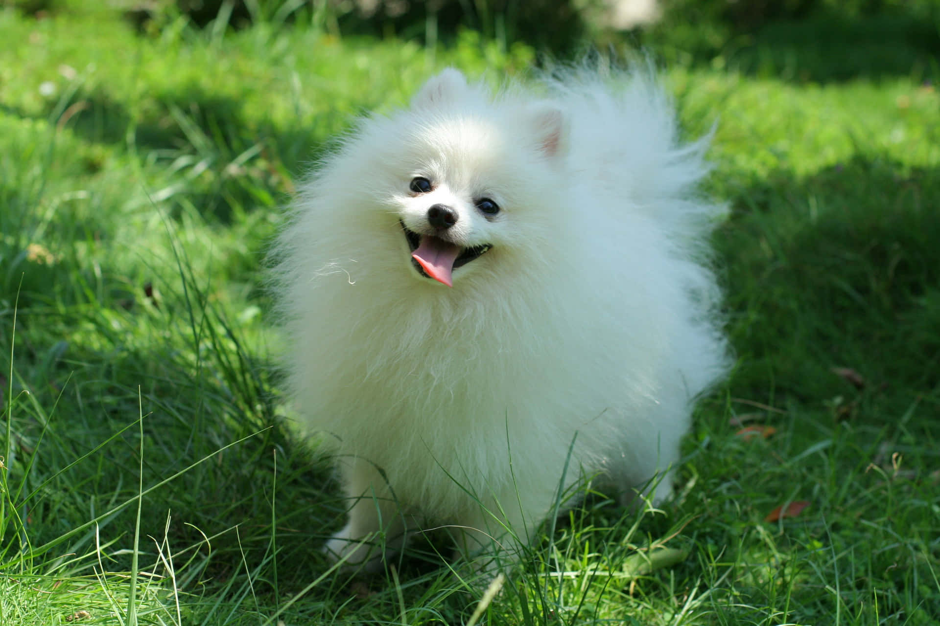 Adorable Pomeranian Puppy