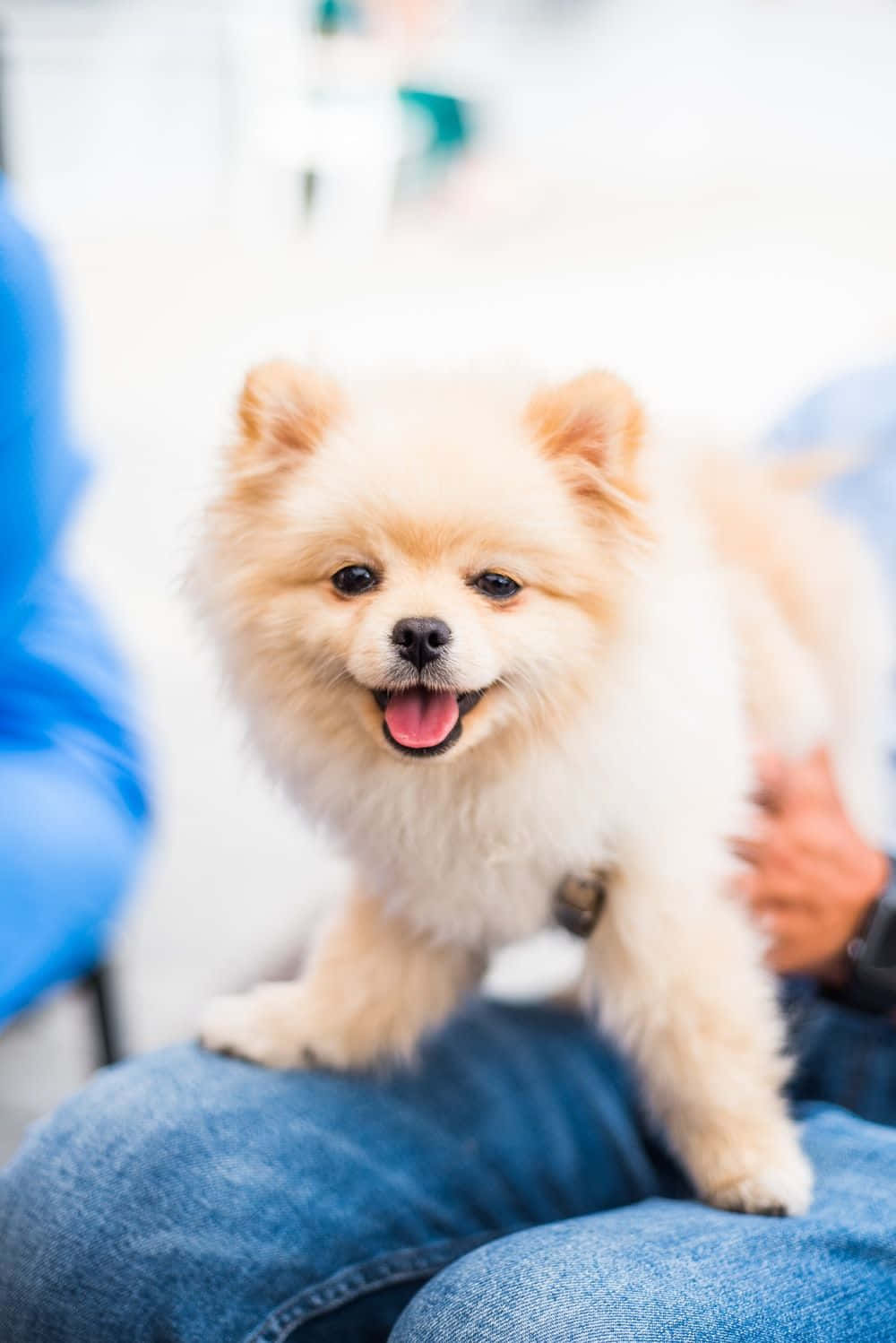 Pomeranian Puppy On Lap Picture