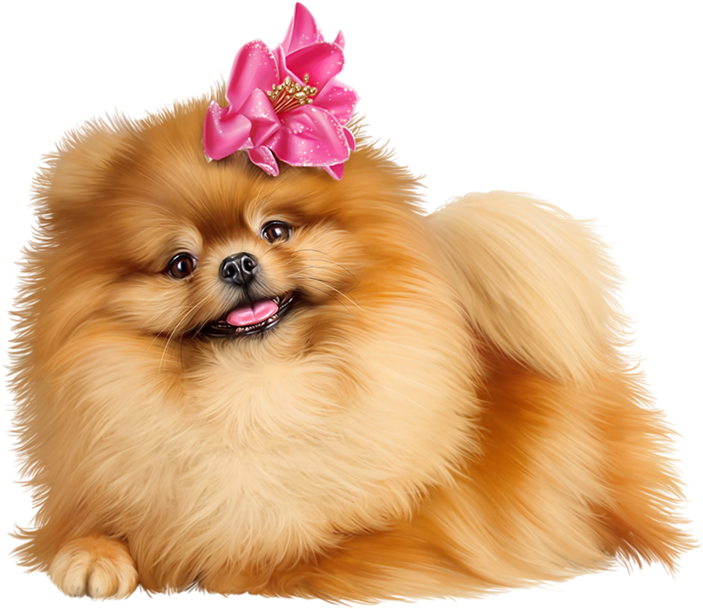 Pomeranian Puppy With Pink Bow PNG