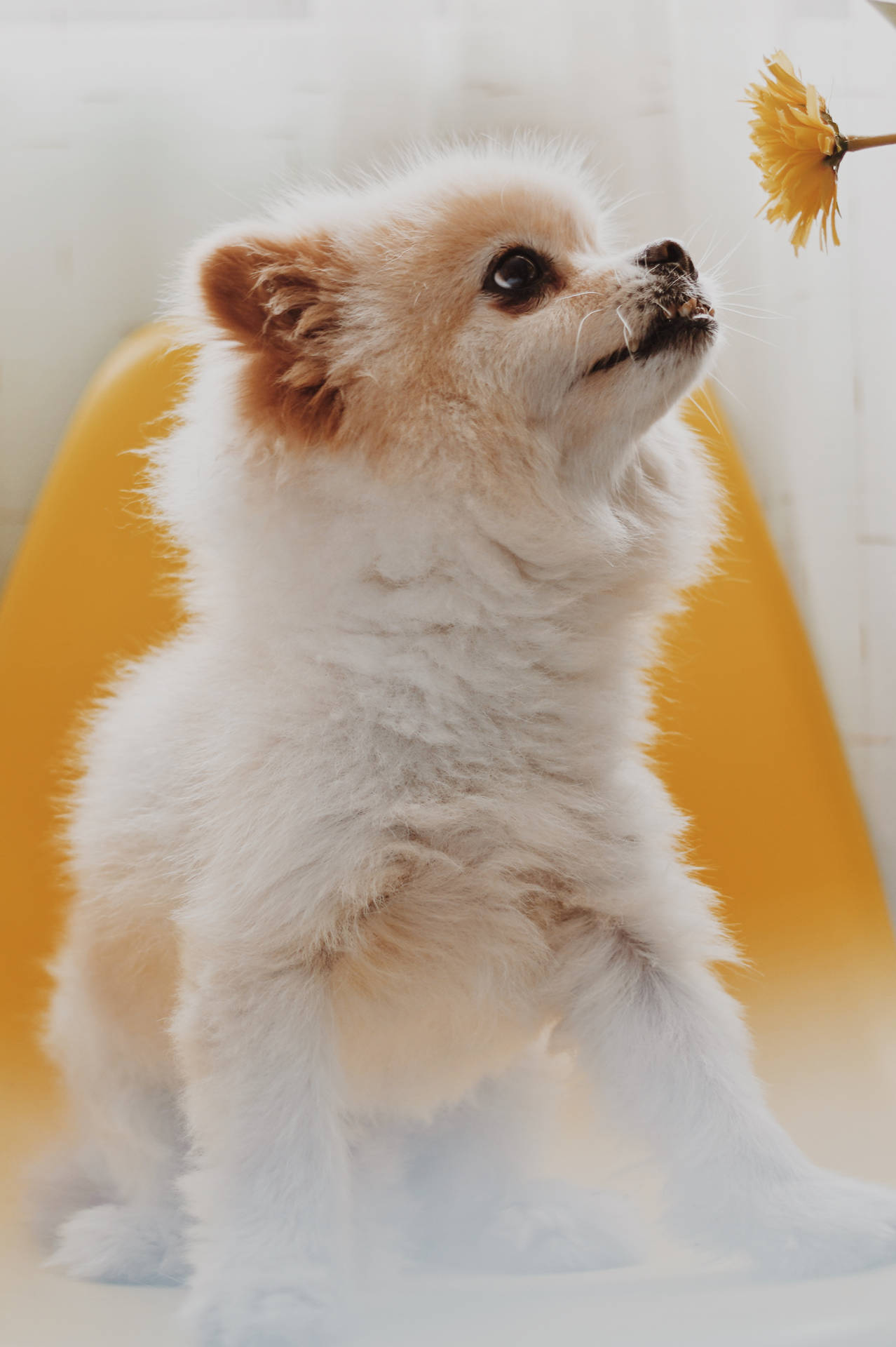 Pomeranian Puppy Yellow Flower Wallpaper