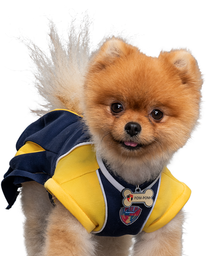 Pomeranianin Cheerleader Outfit PNG