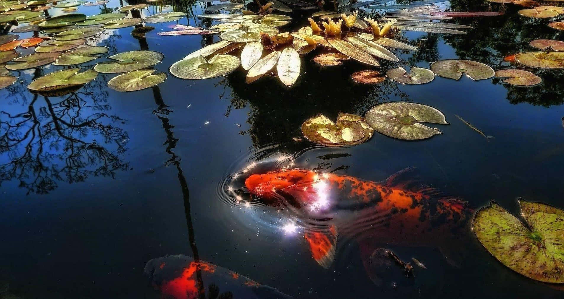 Enjoy the Beauty of a Peaceful Pond