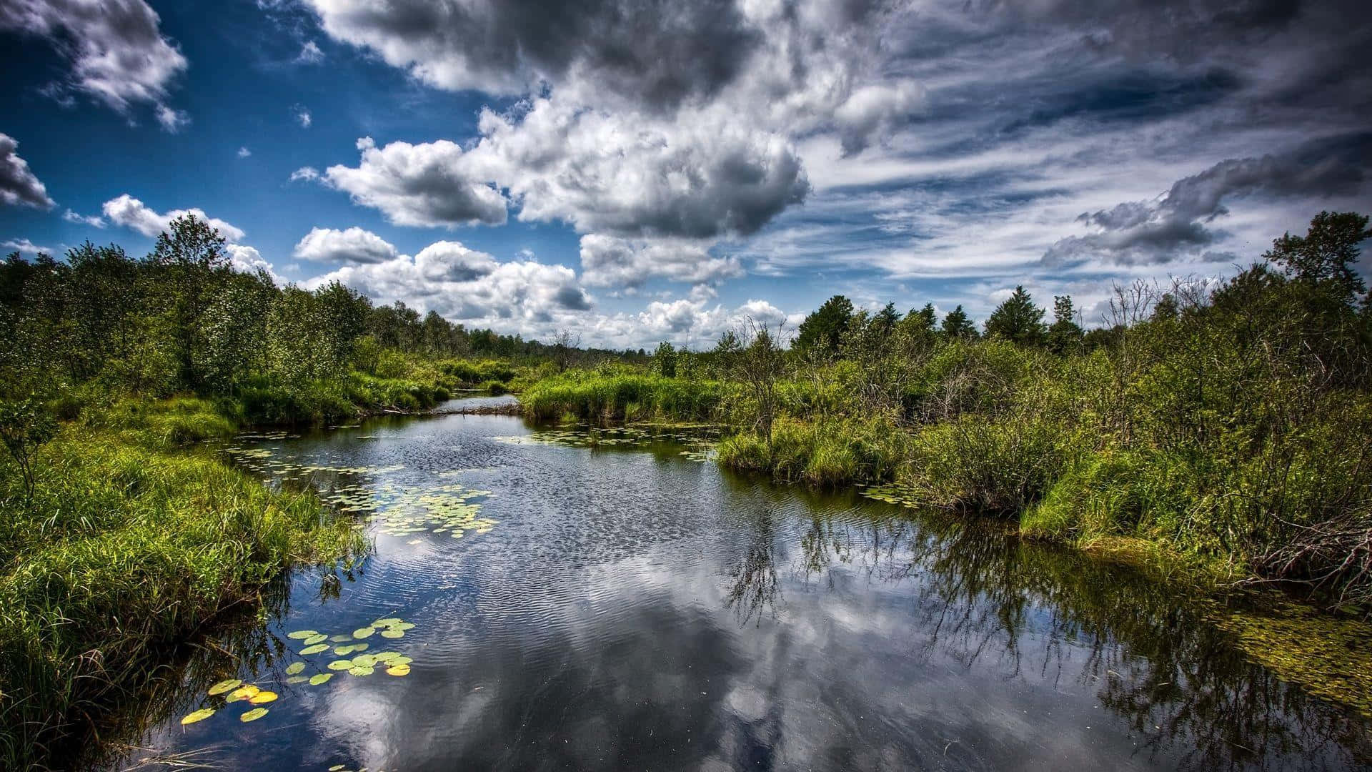 Spiegelungder Schönheit - Ein Ruhiger Teich Umgeben Von Natur