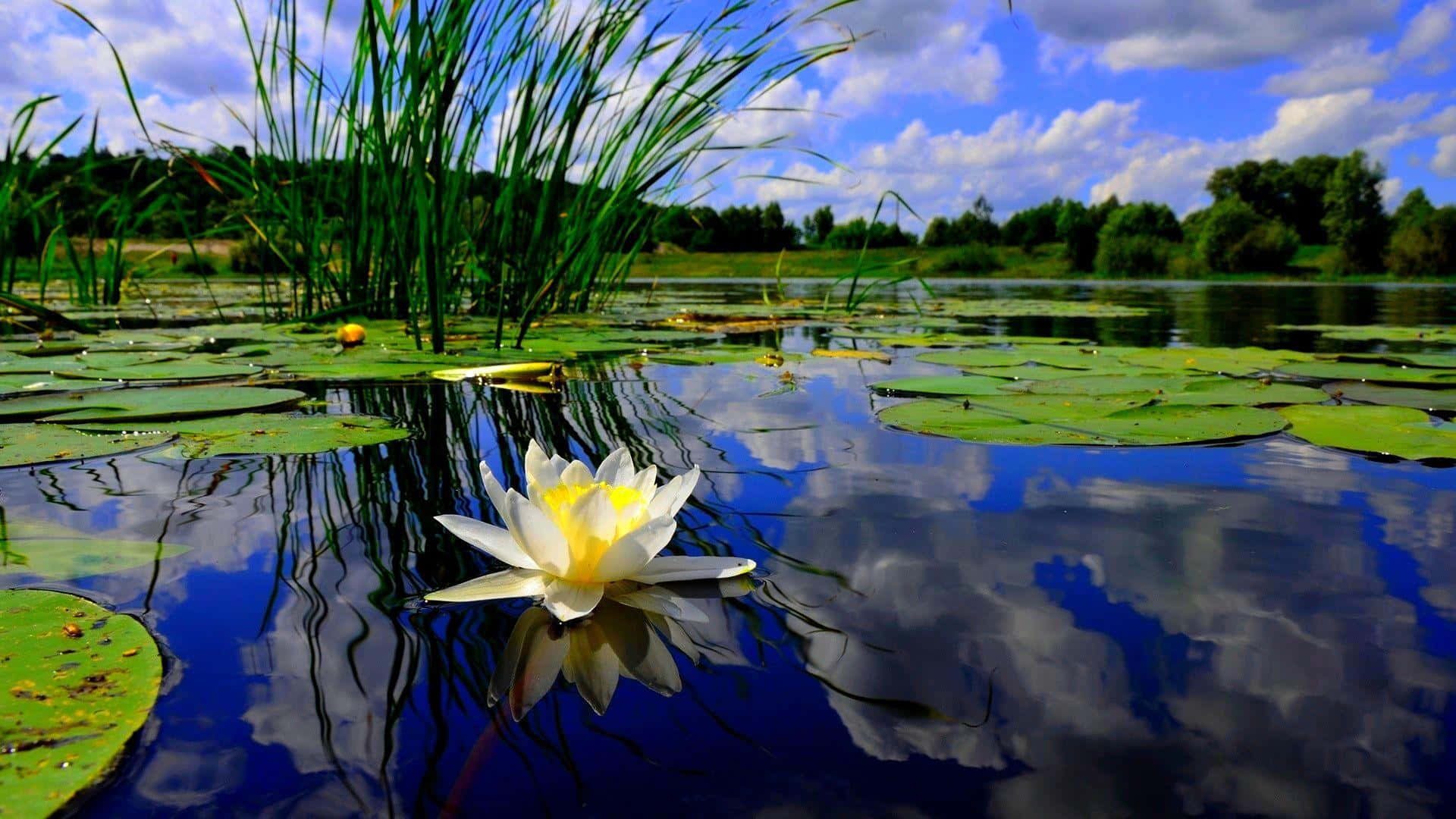 Enjoy the peaceful beauty of a tranquil pond in nature.