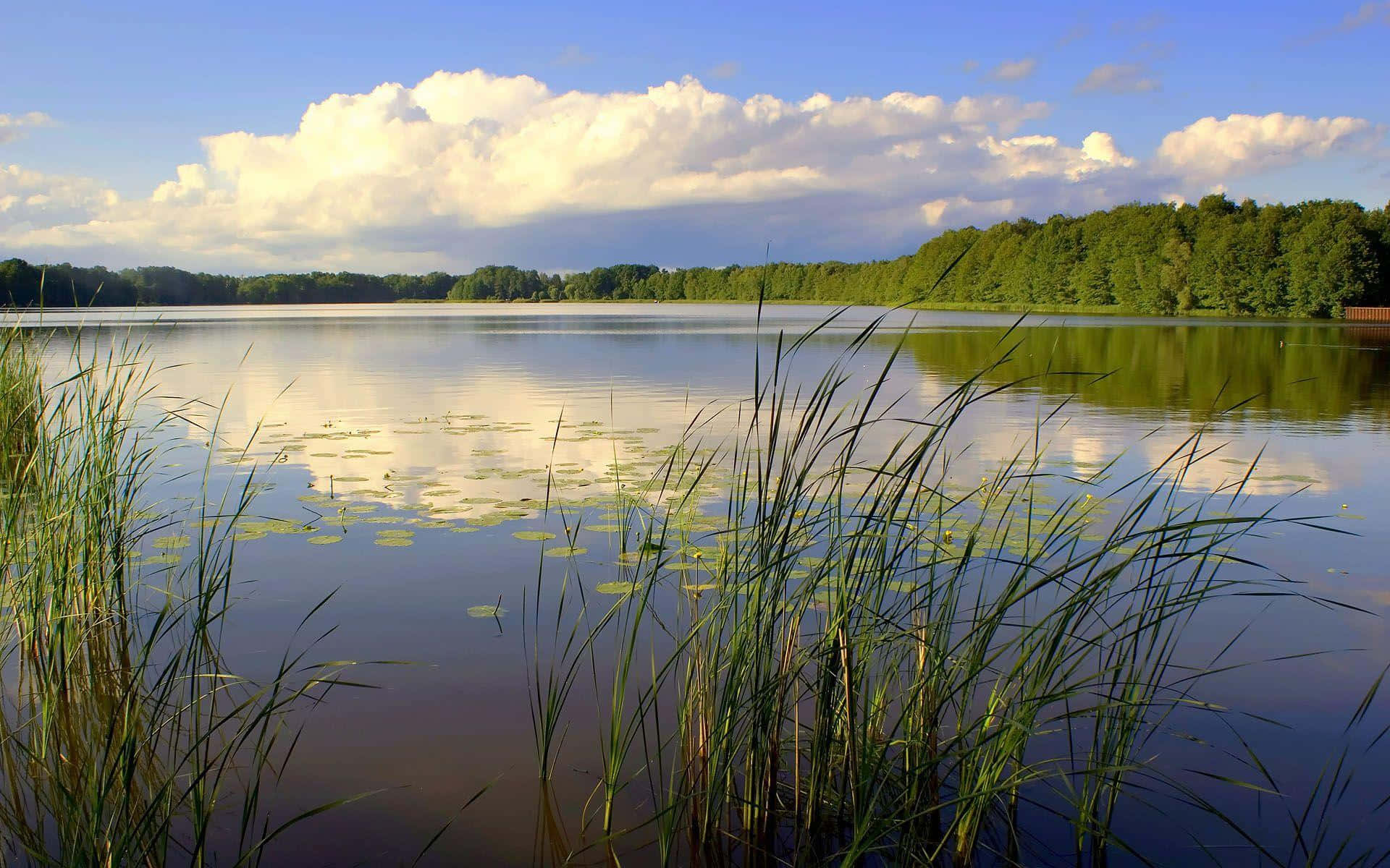 Genießeeinen Friedlichen Moment Neben Einem Wunderschönen Teich