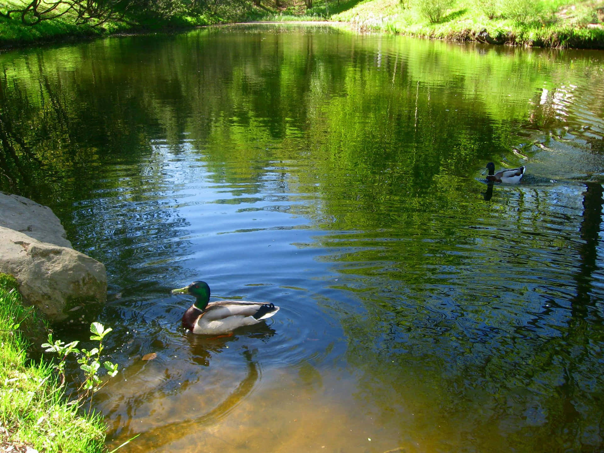 Bildein Ruhiger Und Friedlicher Teich