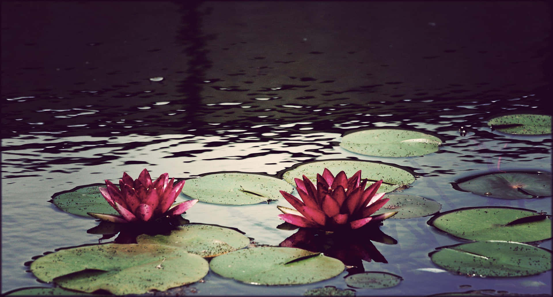 Reflecting Nature's Stillness - Enjoy the Tranquility of a Serene Pond