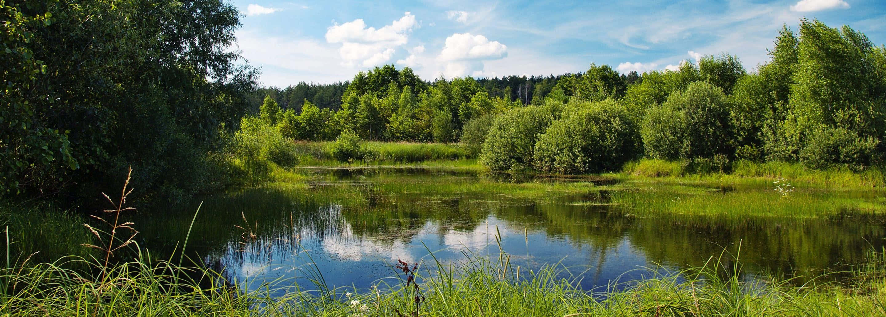 Entspannedich An Einem Ruhigen Teich In Der Natur