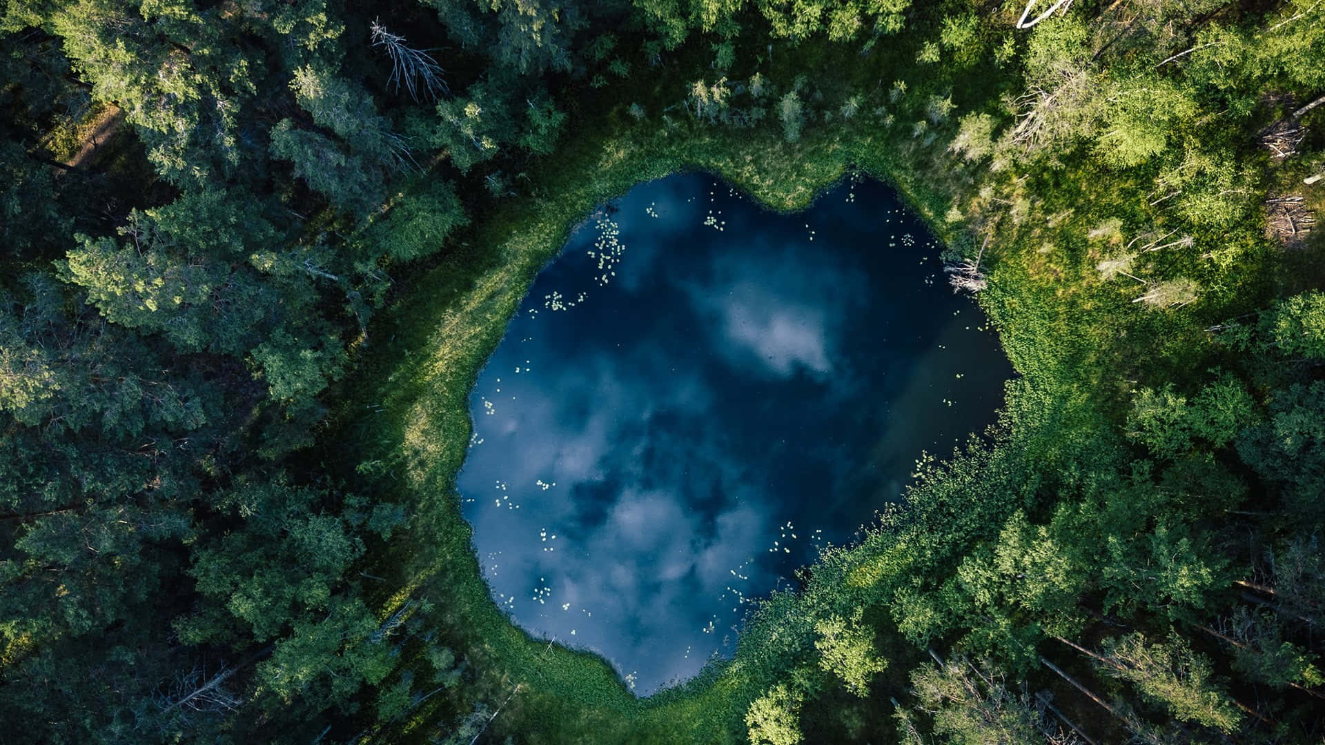 Pond At The Center Of The Woods Wallpaper