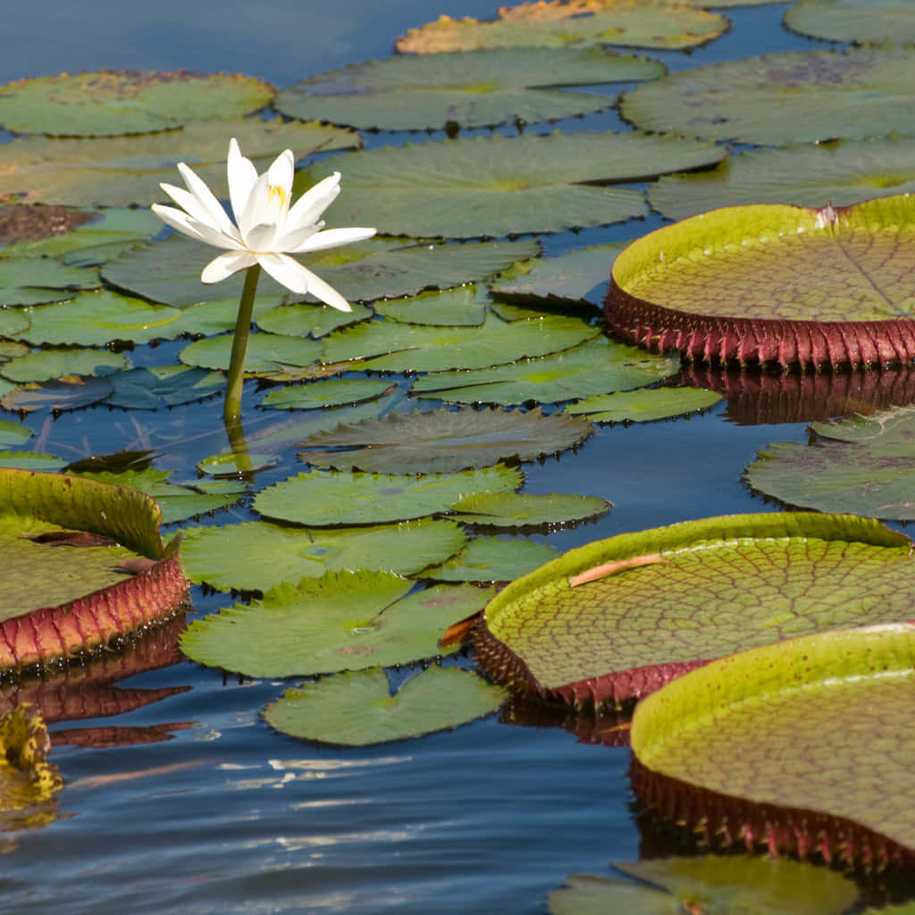 Pond Dominated By Lilies Wallpaper