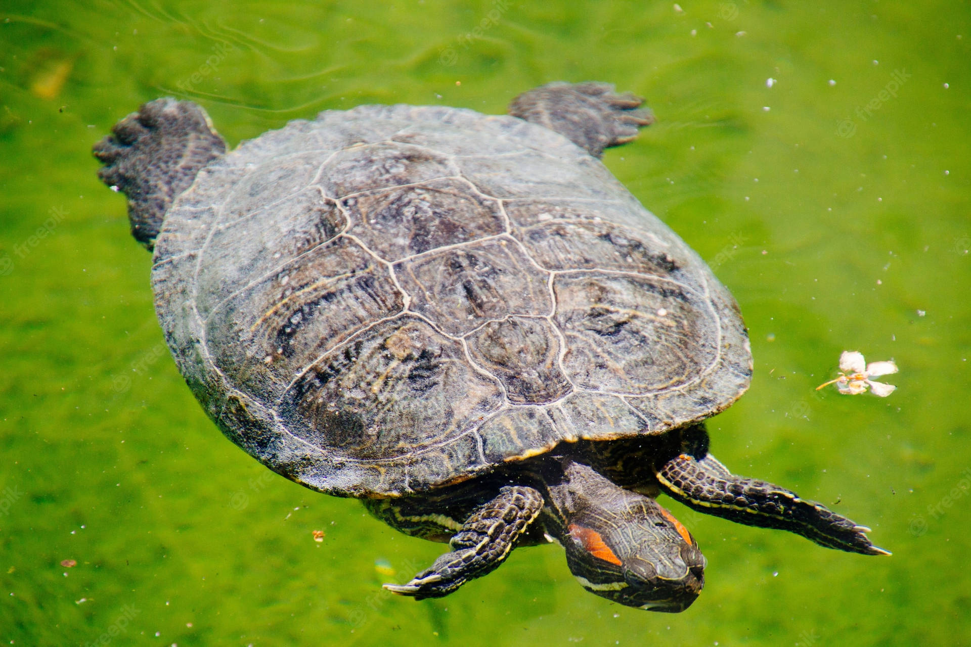 Teichwasserschildkröte Schwimmt Fotografie Wallpaper
