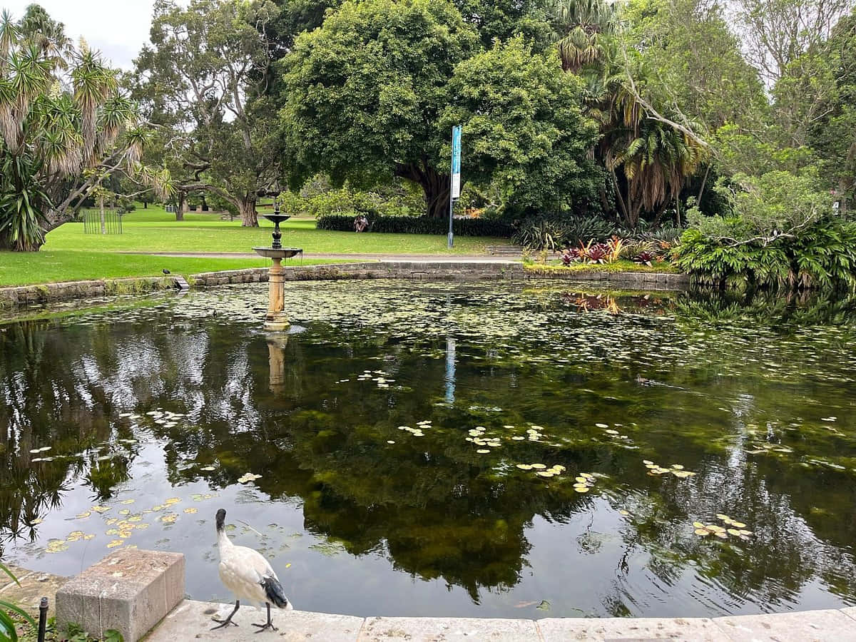 Vijver In Royal Botanic Garden Sydney Achtergrond