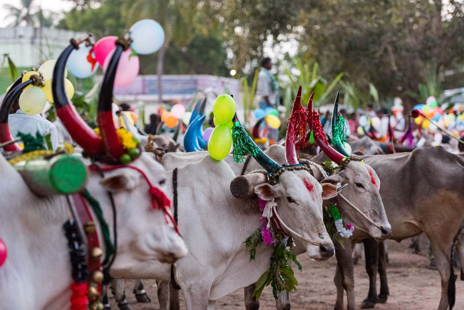 Bildcelebrating Das Pongal-festival Mit Reis Und Milch