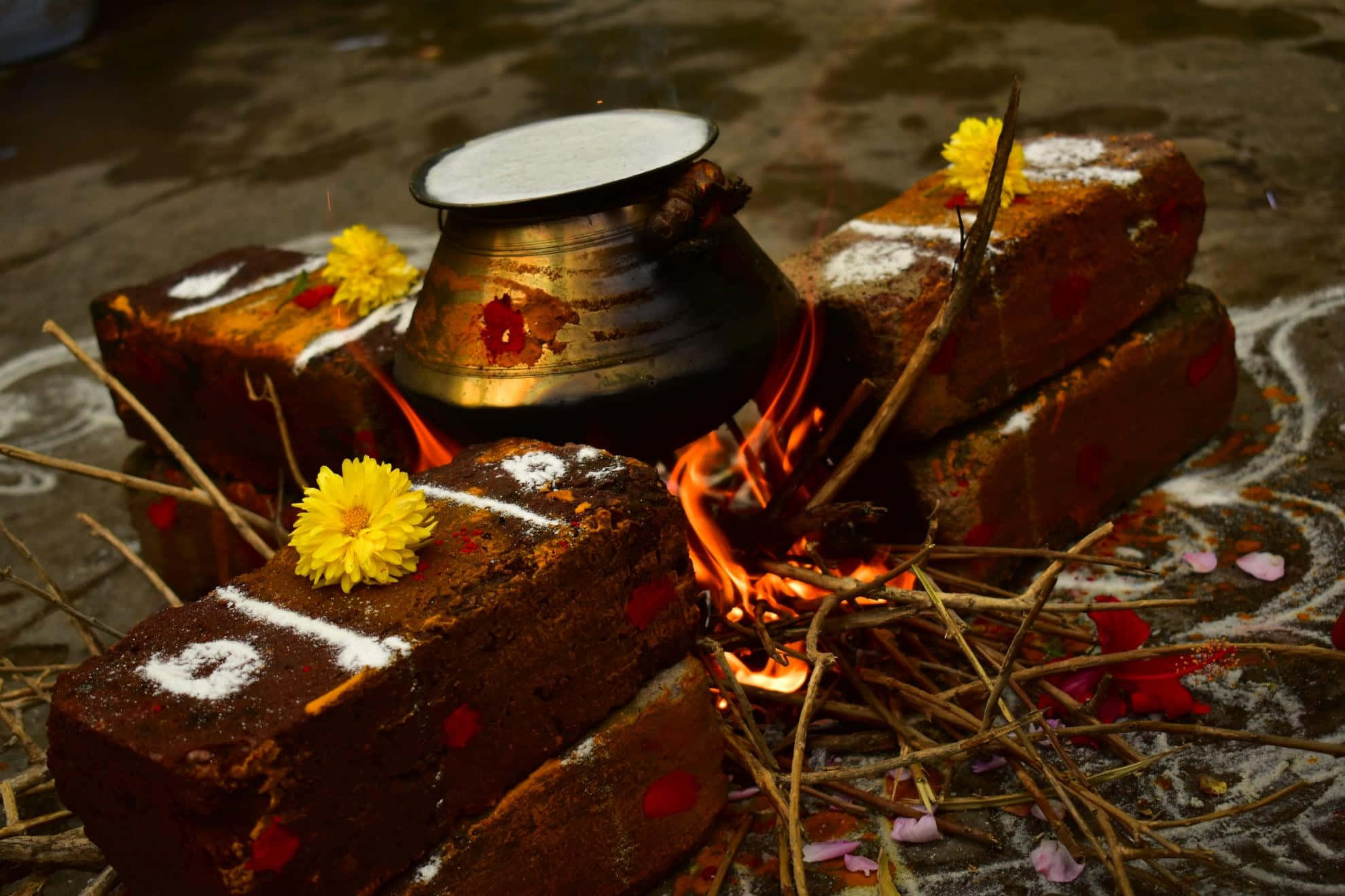 Joyous celebrations of Pongal festival with traditional pot, decorations, and harvest
