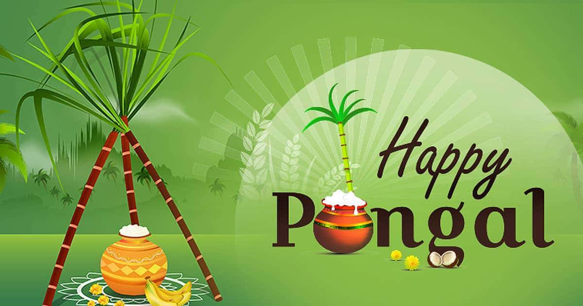 Colorful Pongal celebrations in India