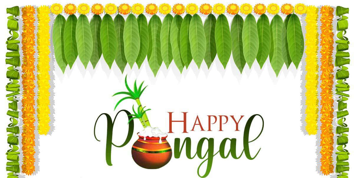 "Celebrating Pongal!"