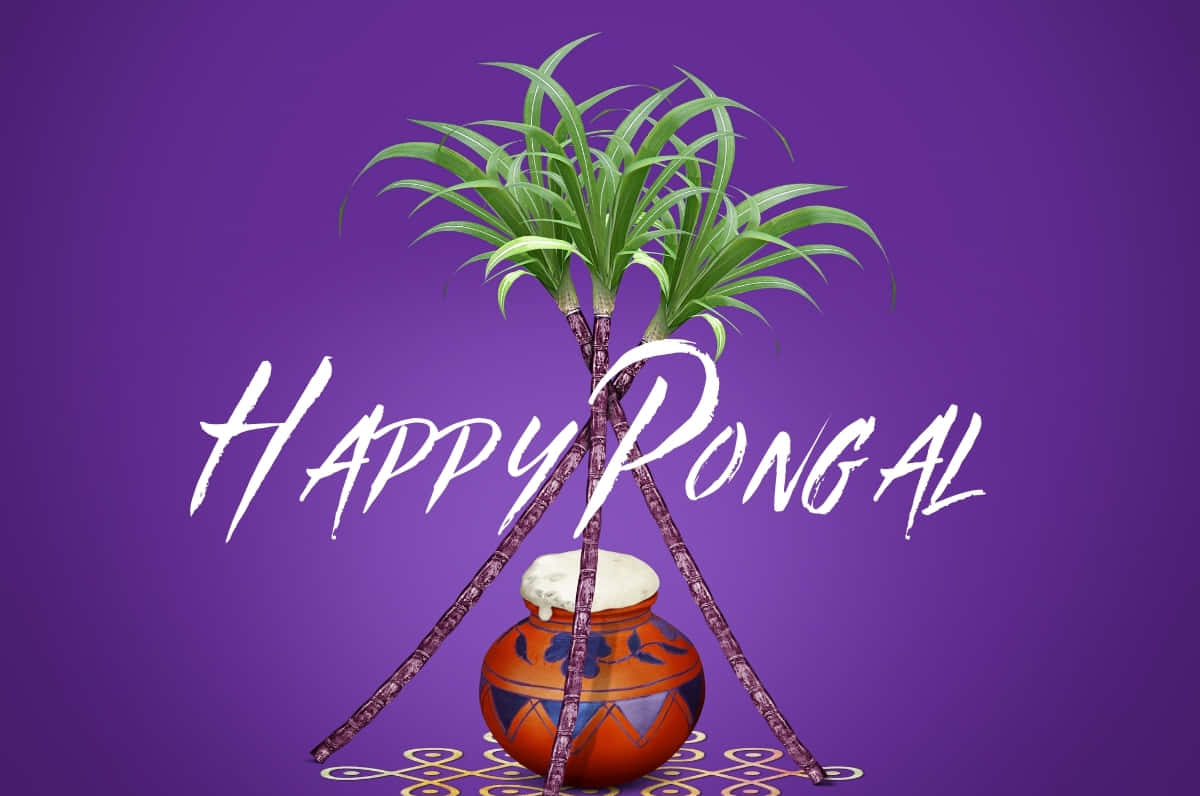 Celebrating Pongal and the Harvest with Friends and Family