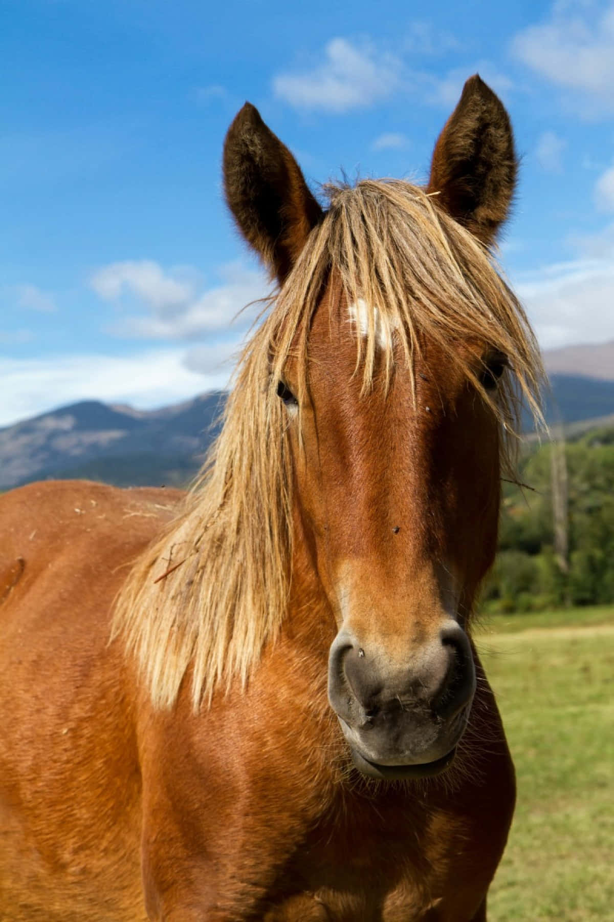 Einmajestätisches Braunes Pony Steht Friedlich In Einer Grasbewachsenen Wiese.
