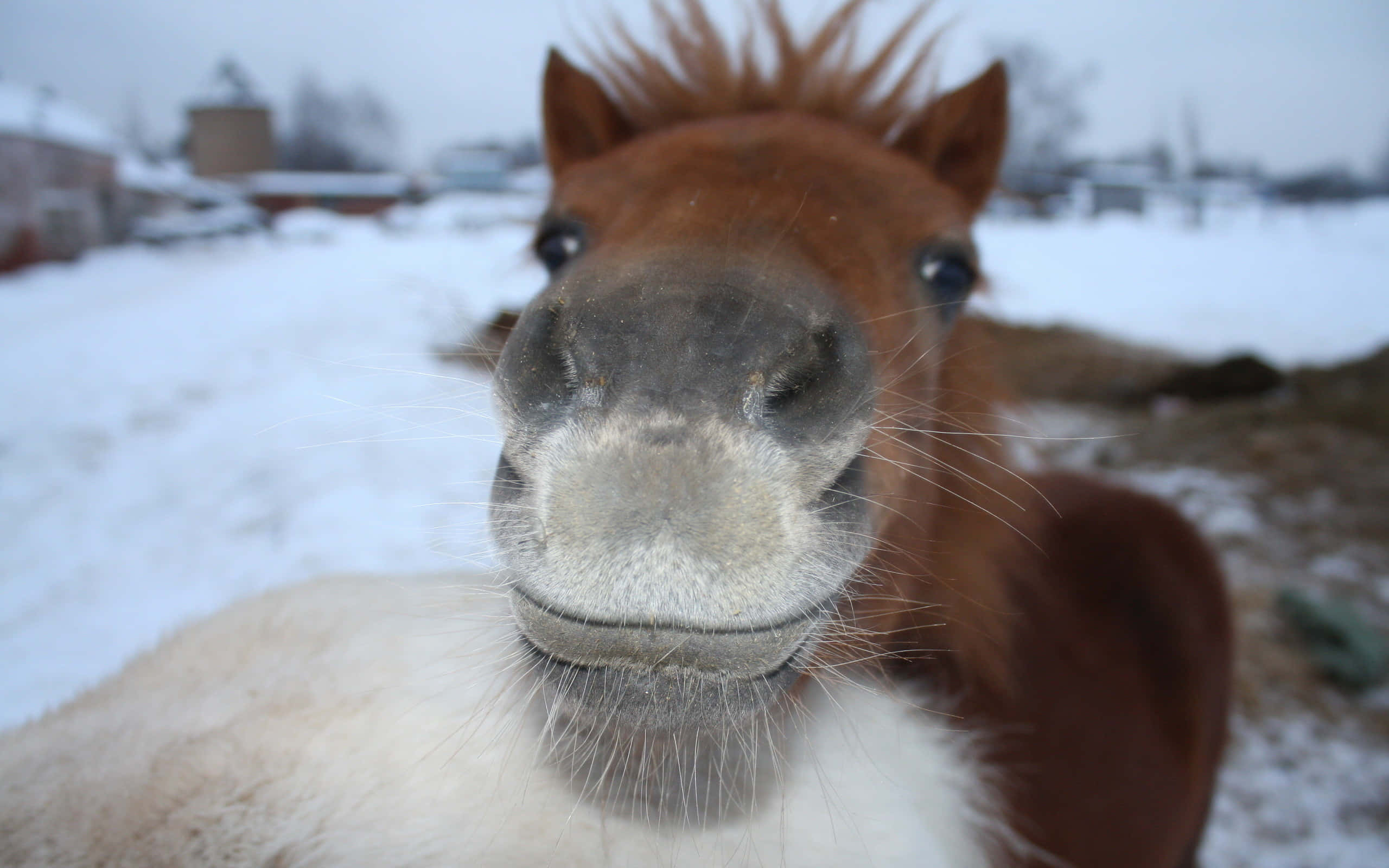 Enfredelig Brun Pony, Der Nyder En Solrig Dag I Det Store Udendørs.