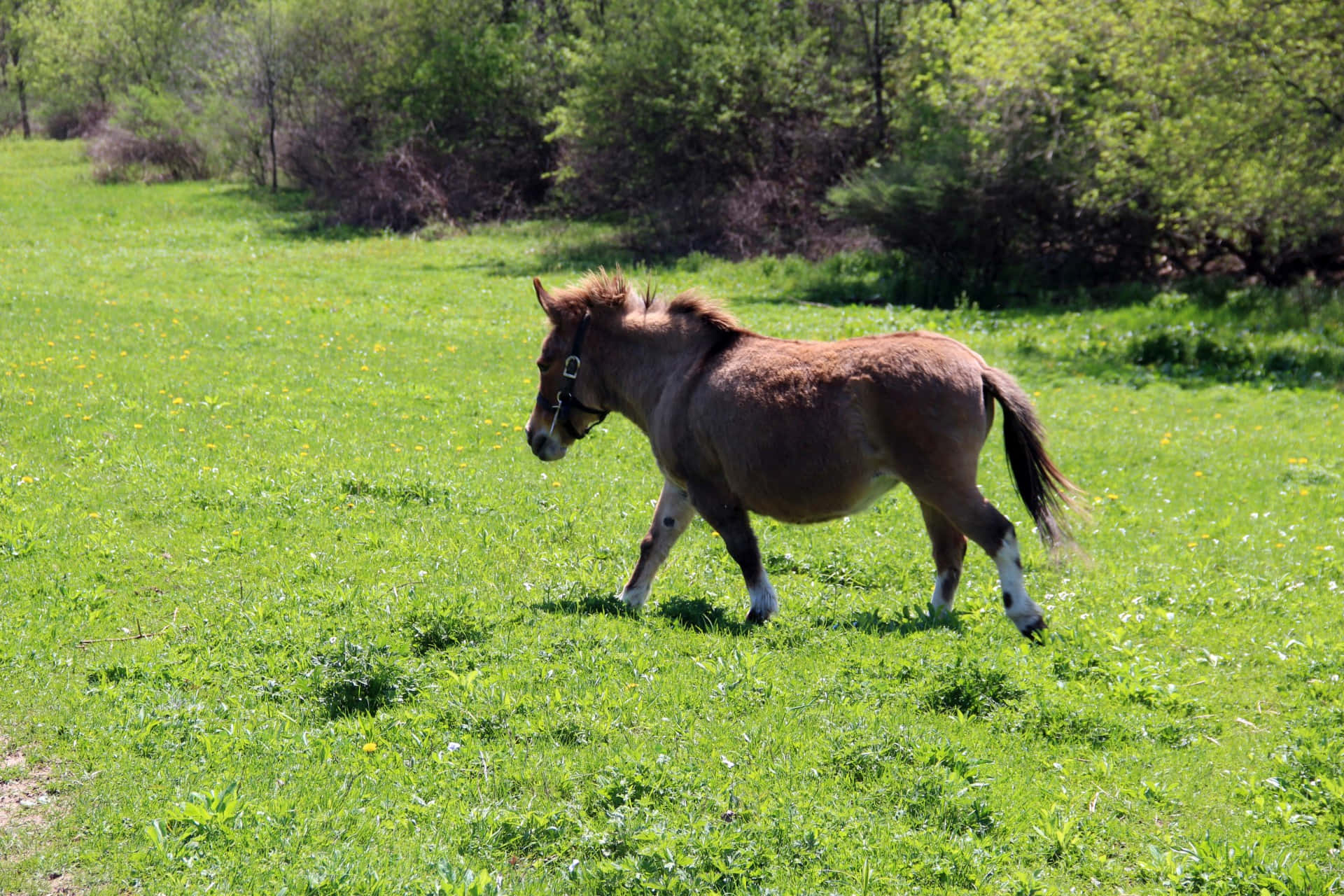 Take in the beauty of this pony as it takes a gentle walk in the grass