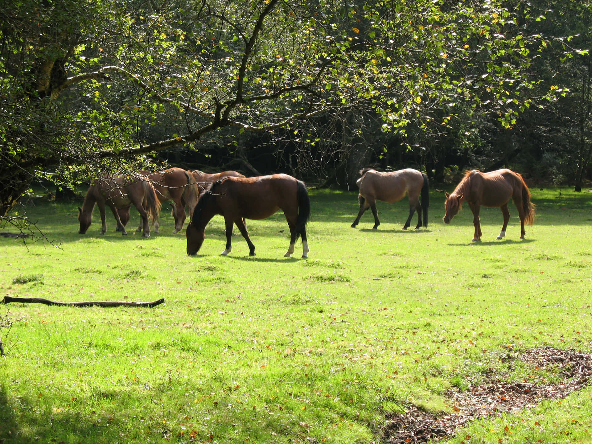 A playful pony frolics through an open meadow